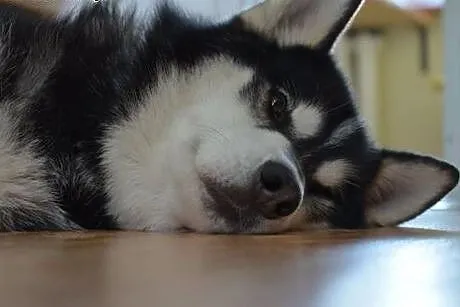 Oskar - przyjacielski husky szuka domu na zawsze, 