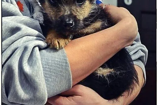PABLO - maleńkie cudo do pokochania :),  mazowieckie Warszawa