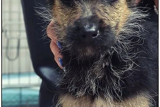 PABLO - maleńkie cudo do pokochania :),  mazowieck