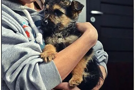 PABLO - maleńkie cudo do pokochania :),  mazowieck