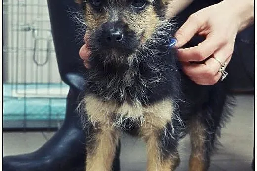 PABLO - maleńkie cudo do pokochania :),  mazowieck