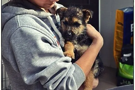 PABLO - maleńkie cudo do pokochania :),  mazowieck
