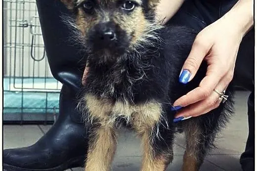 PABLO - maleńkie cudo do pokochania :),  mazowieck