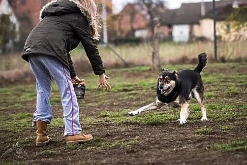 Mądry, ułożony, kochany - BERCIK super pies,  śląs