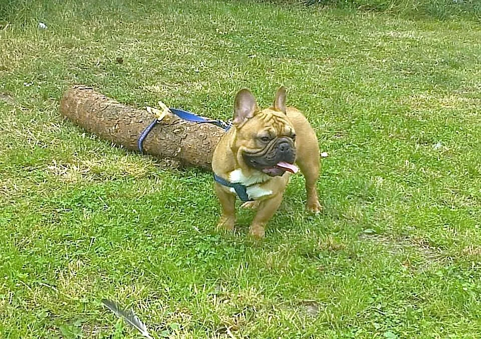 Buldog francuski reproduktor