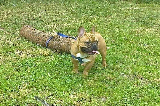 Buldog francuski reproduktor