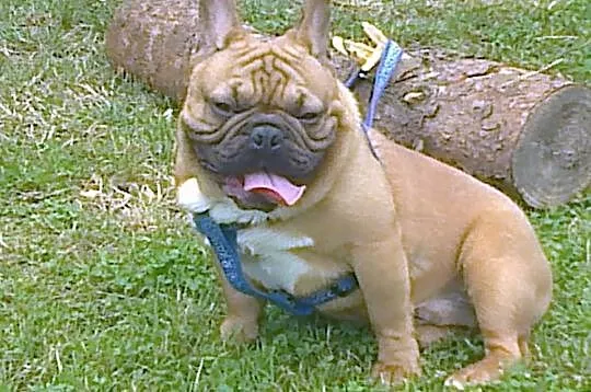 Buldog francuski reproduktor
