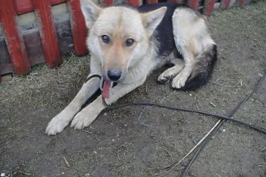 Towarzyska sunia w typie owczarka niemieckiego do adopcji,  podlaskie Białystok