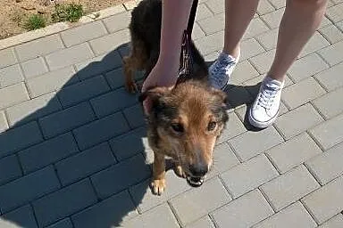 Pilnie poszukiwany odpowiedzialny, kochający dom!,