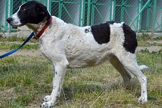 Elba - porzucona w okrutny sposób___ A taka kochan