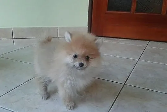 Szpic Pomeranian