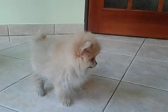 Szpic Pomeranian