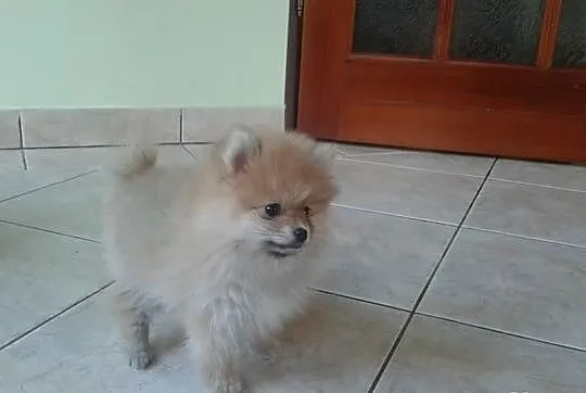 Szpic Pomeranian