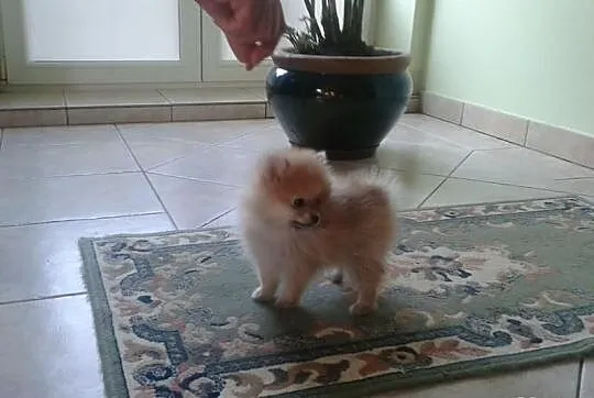 Szpic Pomeranian