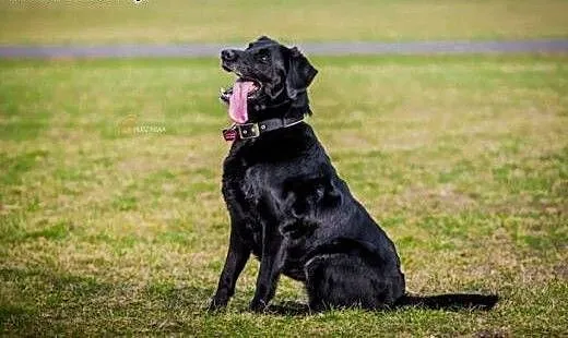 Lucky-czarna labradorka szuka domu, wielkopolskie