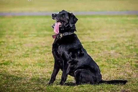 Lucky-czarna labradorka szuka domu,  wielkopolskie
