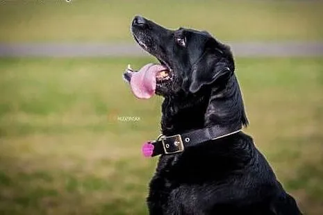 Lucky-czarna labradorka szuka domu,  wielkopolskie
