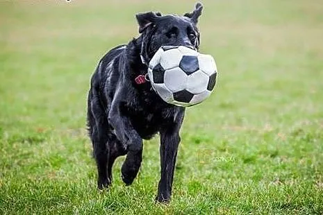 Lucky-czarna labradorka szuka domu,  wielkopolskie