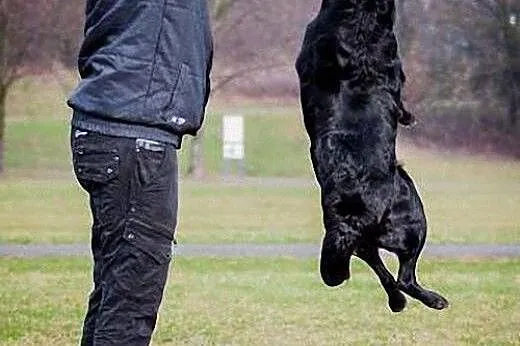 Lucky-czarna labradorka szuka domu,  wielkopolskie