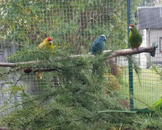 Sprzedam modrolotka czerwonoczelna, papuga kozia, koza, kakariki, , Siewierz