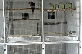 Aleksadrety Wielkie Zmienią Dom