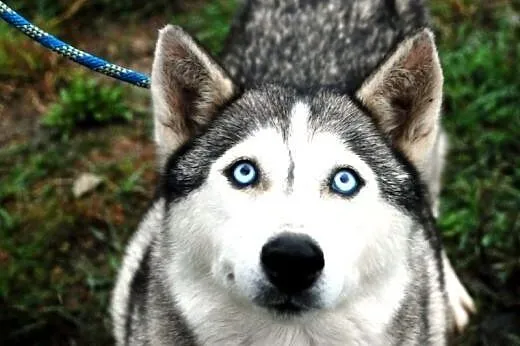 Rewia kochana, przyjacielska suczka siberian husky ADOPCJA,  małopolskie Kraków