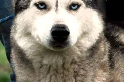 Rewia kochana, przyjacielska suczka siberian husky