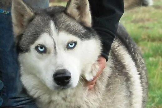 Rewia kochana, przyjacielska suczka siberian husky