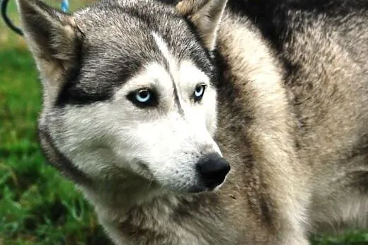 Rewia kochana, przyjacielska suczka siberian husky