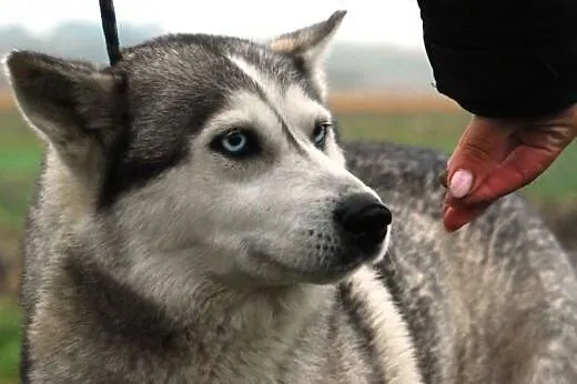 Rewia kochana, przyjacielska suczka siberian husky