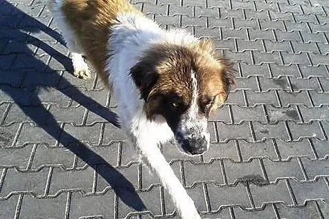 HAGAL dużo Ciała do pokochania