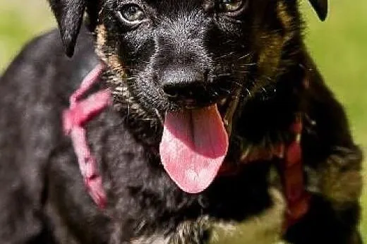 POLO - 3 kg BEZTROSKIEGO dzieciaka do adopcji,  śl