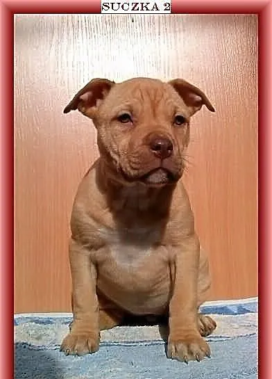 Pit Bull Szczeniaki