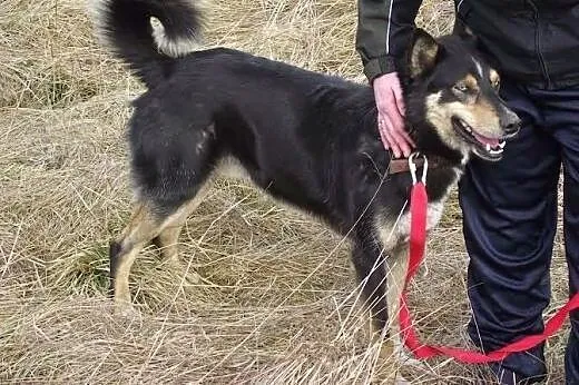 Hasan - niebieskooki psiak mix husky czeka na adop