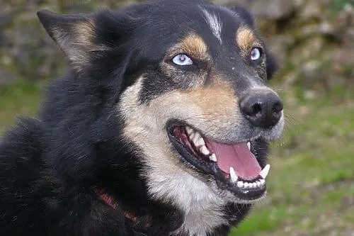 Hasan - niebieskooki psiak mix husky czeka na adop