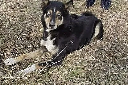 Hasan - niebieskooki psiak mix husky czeka na adop