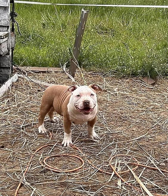 American bully pocket, Wielkopolskie, Samarzewo