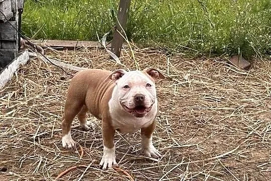 American bully pocket, Wielkopolskie, Samarzewo
