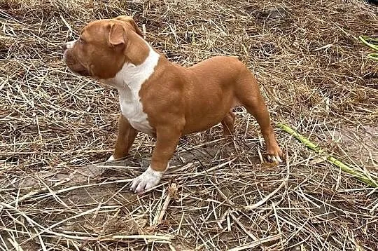 American bully pocket, Wielkopolskie, Samarzewo