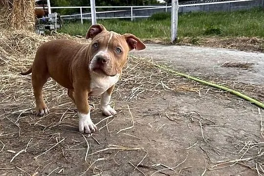 American bully pocket, Wielkopolskie, Samarzewo