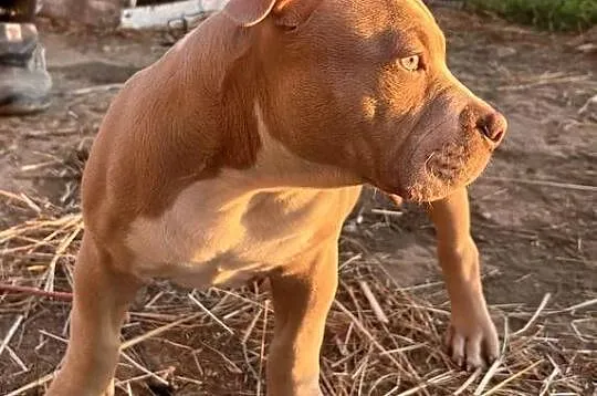 American bully pocket, Wielkopolskie, Samarzewo