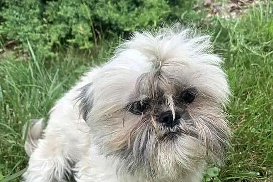 Suczka shih tzu, Kujawsko-pomorskie, Łążyn