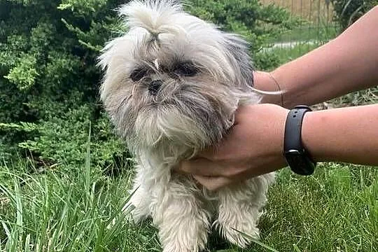 Suczka shih tzu, Kujawsko-pomorskie, Łążyn