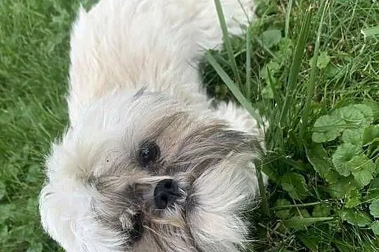 Suczka shih tzu, Kujawsko-pomorskie, Łążyn
