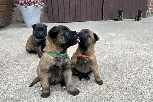 Owczarki belgijskie Malinois, Śląskie, Racibórz