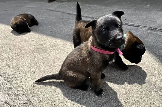 Owczarki belgijskie Malinois, Śląskie, Racibórz