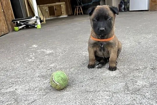 Owczarki belgijskie Malinois, Śląskie, Racibórz