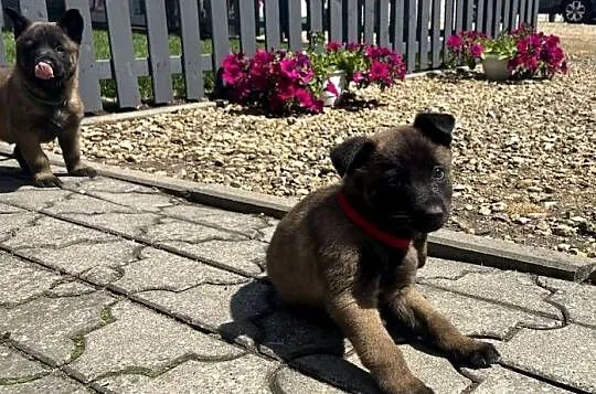 Owczarki belgijskie Malinois, Śląskie, Racibórz