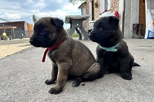 Owczarki belgijskie Malinois, Śląskie, Racibórz