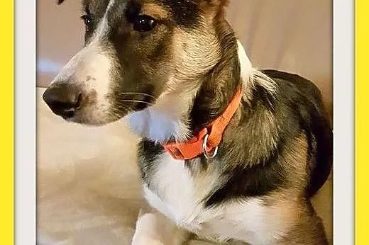 6 mies. szczeniak,suczka średnia,krótkie łapki,WALENTYNKA.Adopcja,  dolnośląskie Wrocław
